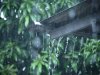 Sebagian Wilayah di Riau Berpotensi Diguyur Hujan