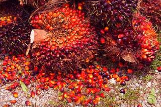 Harga Kelapa Sawit Periode 10 - 16 Februari 2021 Mengalami Kenaikan