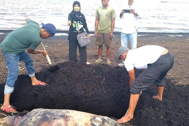 Seekor Duyung Ditemukan Mati di Pantai Dumai