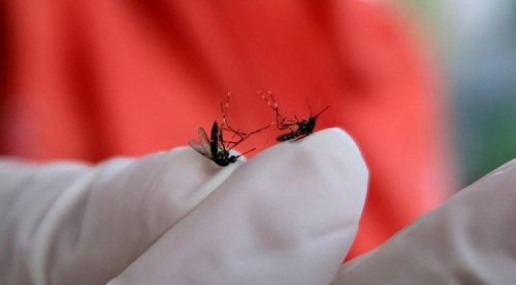 Sejak Awal Januari, DBD di Kota Pekanbaru Ada 11 Kasus