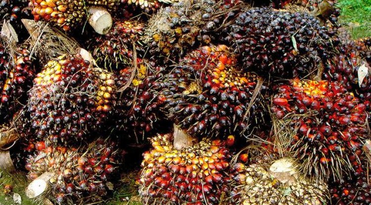 Ini Daftar Lengkap Harga TBS Sawit di Riau Sepekan Kedepan