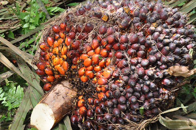 Harga Sawit di Riau Naik Pekan Ini