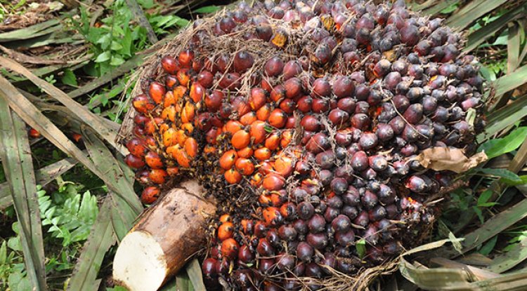 Harga Sawit di Riau Naik Pekan Ini