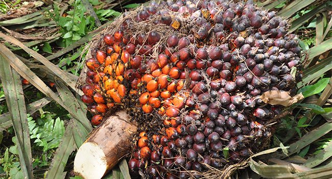 Harga Sawit di Riau Naik Pekan Ini