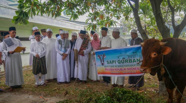 Tahun Ini Pemprov Riau Kembali Dapatkan Bantuan Sapi  Dari Presiden