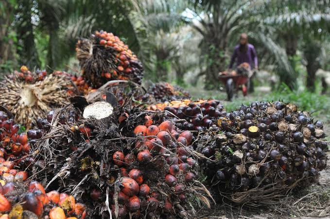 Berikut Ini Daftar Harga TBS Kelapa Sawit Riau Sepekan Kedepan