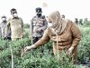  Bupati Kasmarni Panen Cabe Merah di Kampung Tangguh Dengan di Dampingi Kapolres
