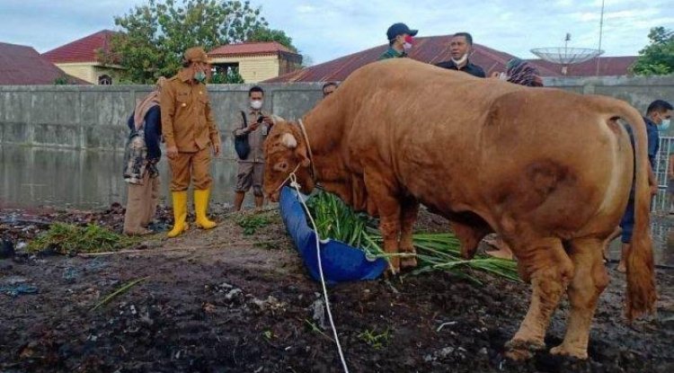 Sapi Kurban dari Presiden Jokowi di Riau di Rencanakan  Akan di Potong Hari Setelah Lebaran Idul Adha Tepatnya Pada Hari ke Dua 