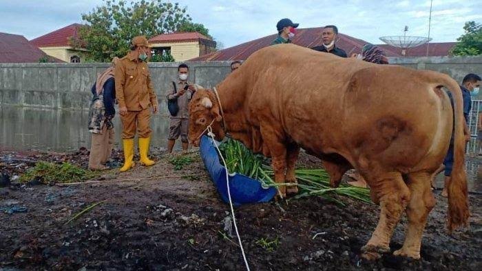 Sapi Kurban dari Presiden Jokowi di Riau di Rencanakan Akan di Potong Hari Setelah Lebaran Idul Adha Tepatnya Pada Hari ke Dua