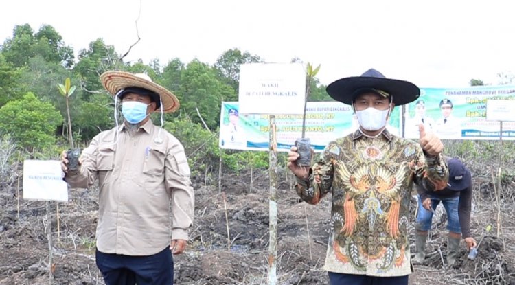 Program PEN Padat Karya Percepatan Rehabilitasi Mangrove di Apresiasi Pemkab Bengkalis