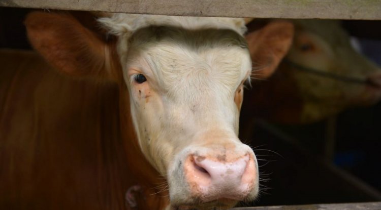 Pemprov Riau Bantu Masyarakat Subsidi Asuransi Sapi dan Kerbau