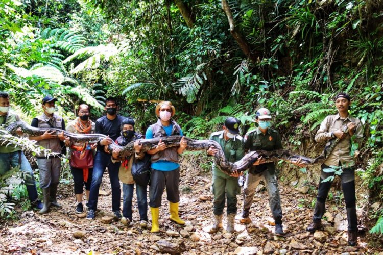 Begini Detik-detik BBKSDA Riau Lepasliar Ular Piton 9 Meter Ke Habitatnya 